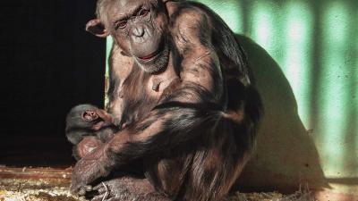 chimpansee-geboren