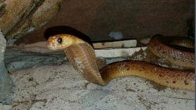 Gemeente Made waarschuwt inwoners voor ontsnapte giftige slang