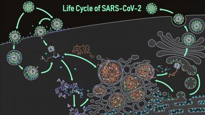 coronavirus-kopie-replicatie-proces