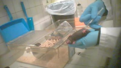 Dierenleed bij proefdieren Vrije Universiteit Brussel