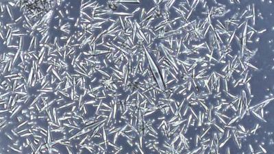 VIB Bioimaging Core_Amanda Concalves