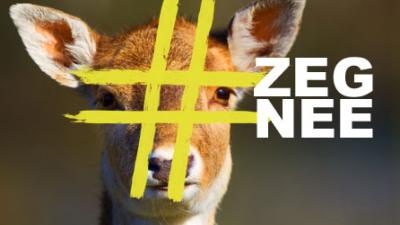 Afschot dreigt voor 2400 damherten in Amsterdamse Waterleidingduinen