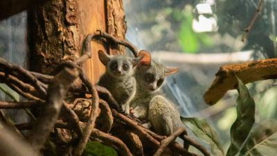 Tweeling galago-apen geboren in DierenPark Amersfoort