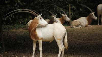 DierenPark Amersfoort verwelkomt mannelijke algazelle