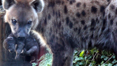 Hyenapup DierenPark Amersfoort via webcam te volgen