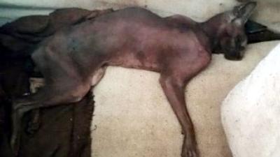 Vrouw aangehouden voor dierenmishandeling Hulst