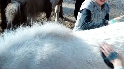 Dieren in beslaggenomen bij zorgboerderij