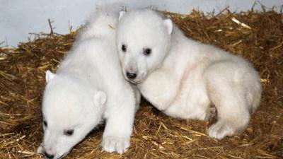 IJsbeertweeling Dierenrijk mag donderdag naar buiten 