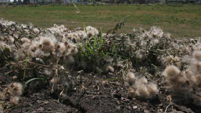 Waterschappen en provincie nemen maatregelen tegen gevolgen droogte