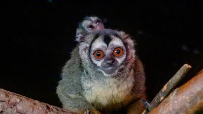 Doeroecoeli geboren in DierenPark Amersfoort
