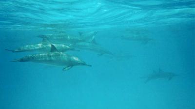 Universiteit Utrecht onderzoekt dood op Ameland aangespoelde dolfijnen