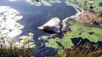 Gedumpte hond in water drijvende zak gevonden