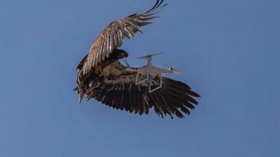 Antidrone-roofvogels niet opgewassen tegen snelle ontwikkeling drones