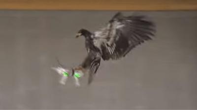 Politie zet roofvogels in om drones uit te schakelen