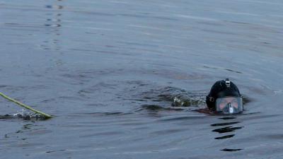 duiker in het water