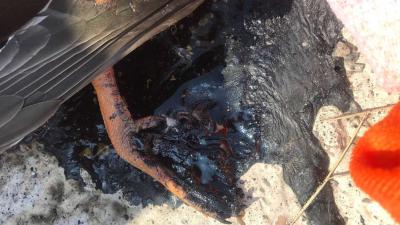 Eend blijft met poot vastzitten in gesmolten hete asfalt