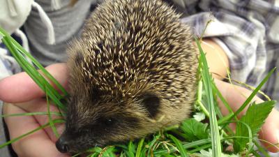 Dierenambulance haalt in Arnhem dronken egel van de straat