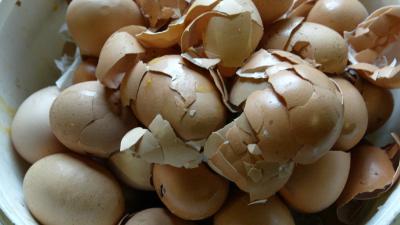 foto van eieren | fbf