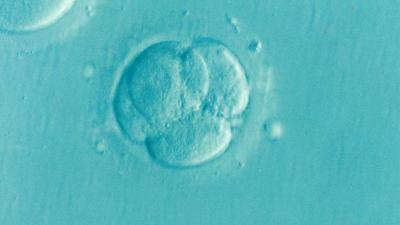 Embryo