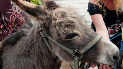 Diefstal donatie spaarpot voor ezels