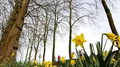 fiets-narcis-lente