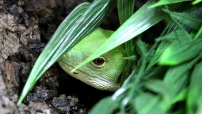 DierenPark Amersfoort verwelkomt eerste Fijileguaan