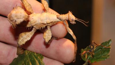 Foto van volwassen flappentak en kleintje | DierenPark Amersfoort