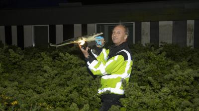 Jacht op krokodil in Rotterdam