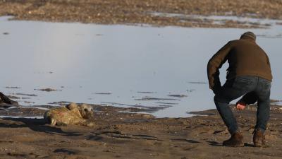 Strandganger verstoord rust pup 