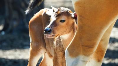 Batang stier geboren