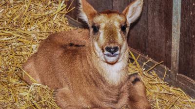 Paarden antilope