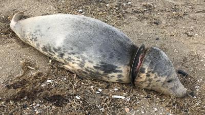 Frisbee zeehond had lange lijdensweg