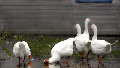 Overijssel moet gevolgen ganzenafschot alsnog onderzoeken