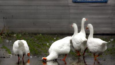 Overijssel moet gevolgen ganzenafschot alsnog onderzoeken