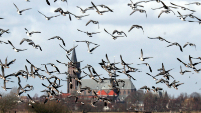 Trofeejachten ook in Nederland 