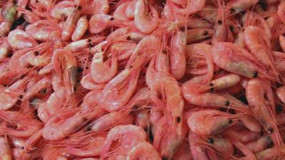 Foto van garnalen | SXC