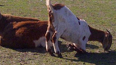 Geiten en konijnen moedwillig gedood in Moerdijk