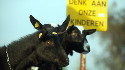 Afghaanse vader ruilt dochter (6) voor geit