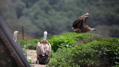 Vale gieren uit ARTIS worden vrije vogels