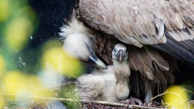 Foto van moeder met vale gier kuiken