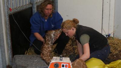 Foto van het pasgeboren girafje in Artis | Artis