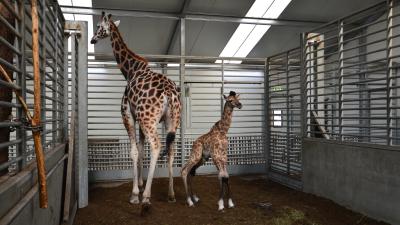 Giraffe geboren in Beekse Bergen