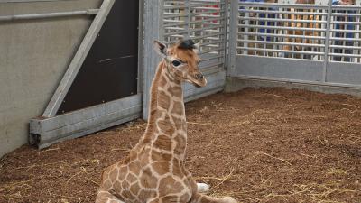 Giraf geboren in Safaripark Beekse Bergen