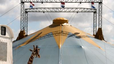 Verbod op wilde dieren in circus