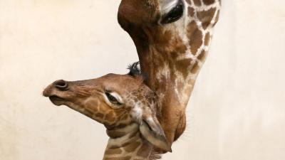 Giraffe geboren in Artis 