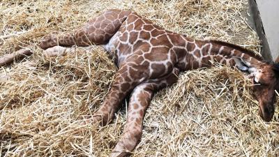 Nader onderzoek na dood pasgeboren netgiraffe in ARTIS