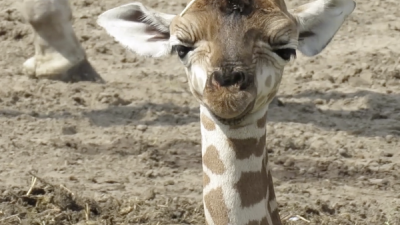 giraf, geboren, beekse bergen