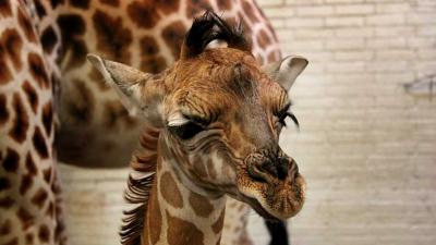 Dierenpark Emmen sluit poort om te verhuizen