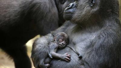 Gorillababy geboren in ARTIS