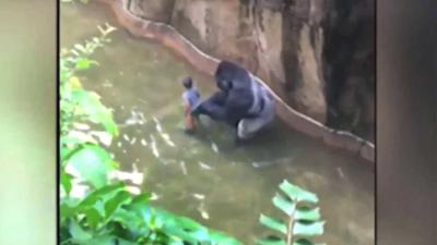 Kind (4) valt in gorillaverblijf, gorilla doodgeschoten